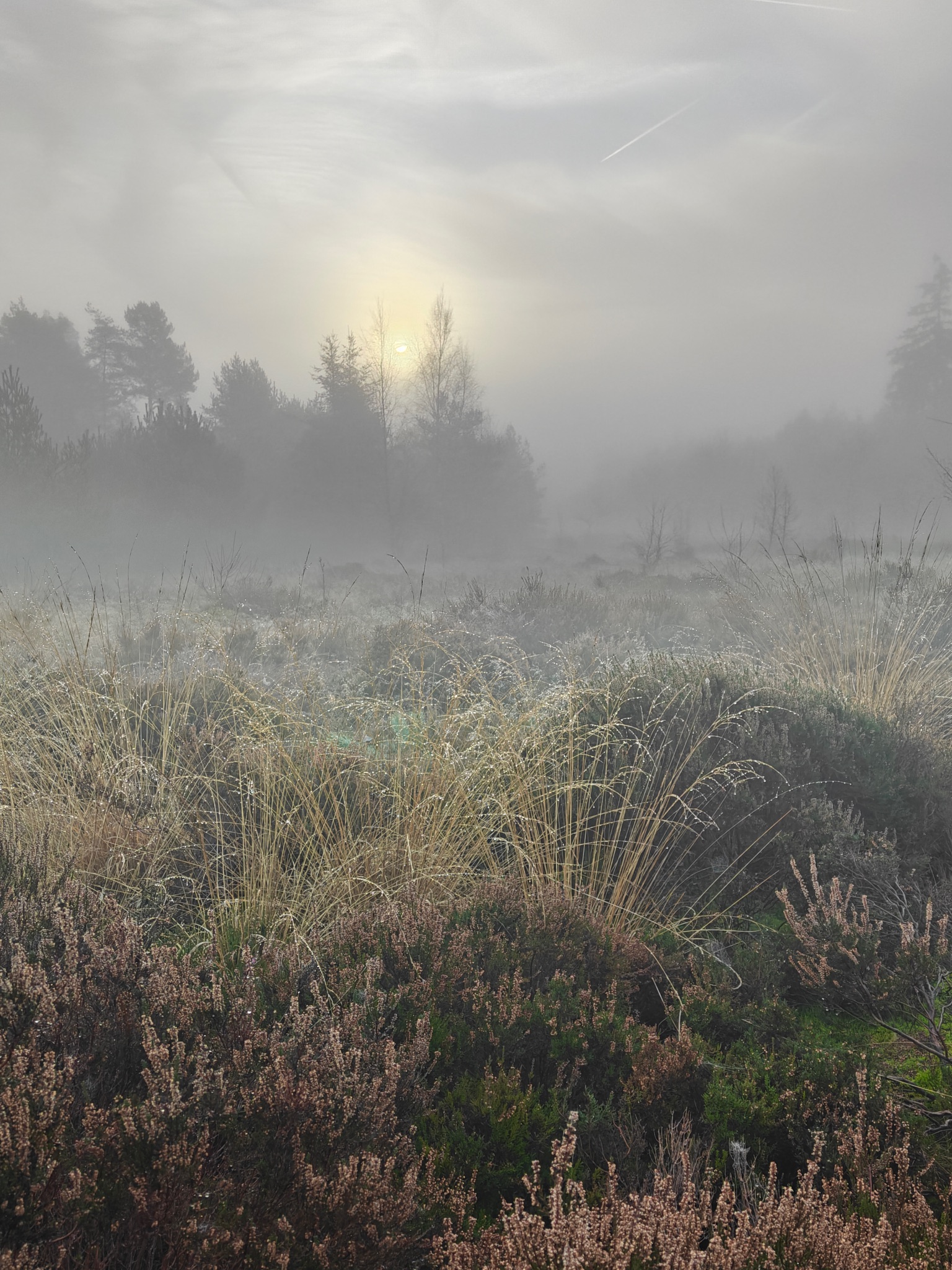 Zen.nl, Zen, meditatie, leren mediteren, foto